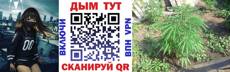 Бошки марихуана план Евпатория